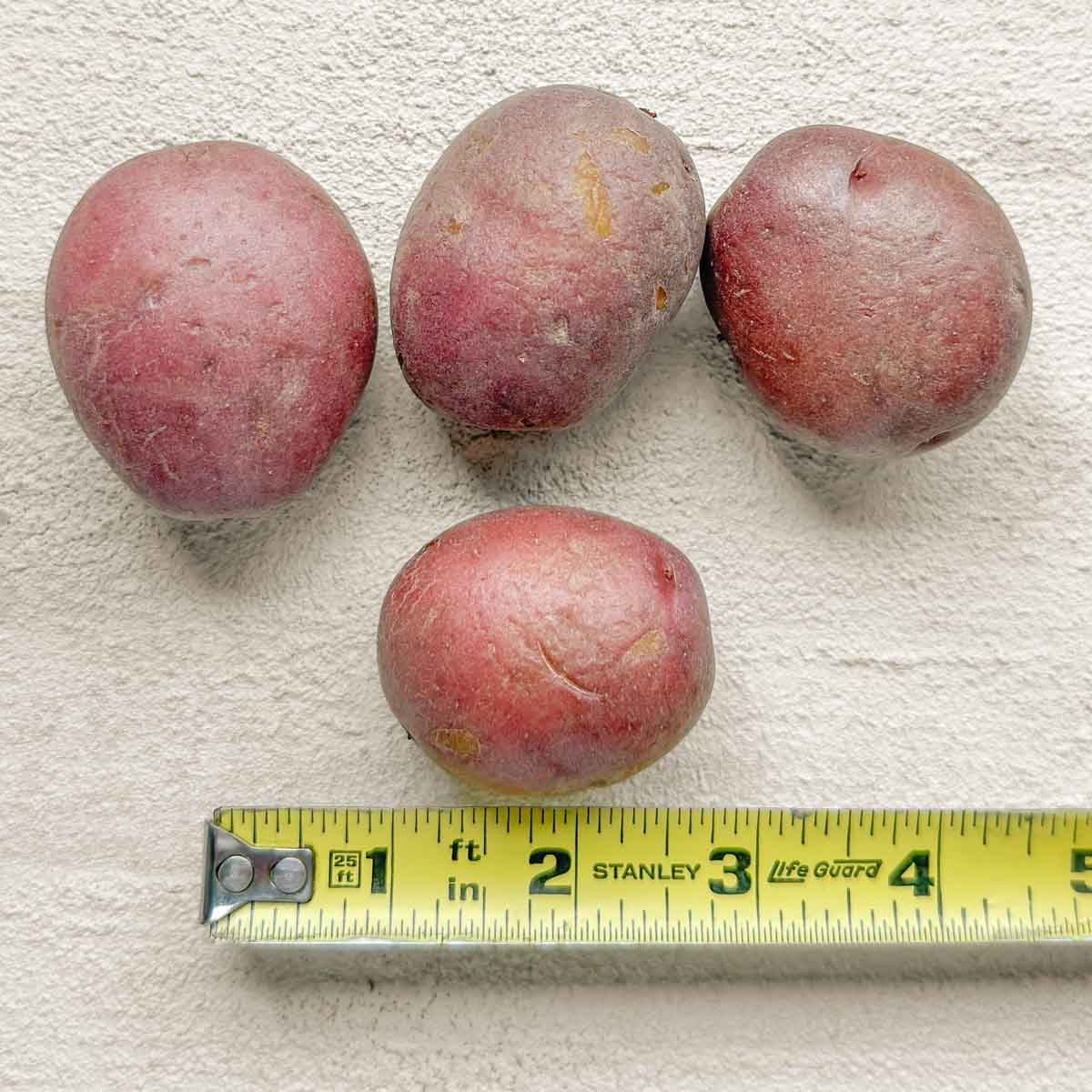 4 small red potatoes with a ruler below one showing length between 1 1/2 and 2 inches.