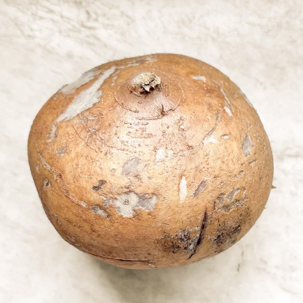 close up of whole, unpeeled jicama.